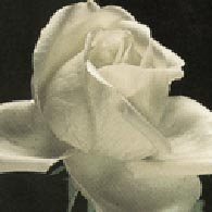 Cultivo una rosa blanca  --  José Martí